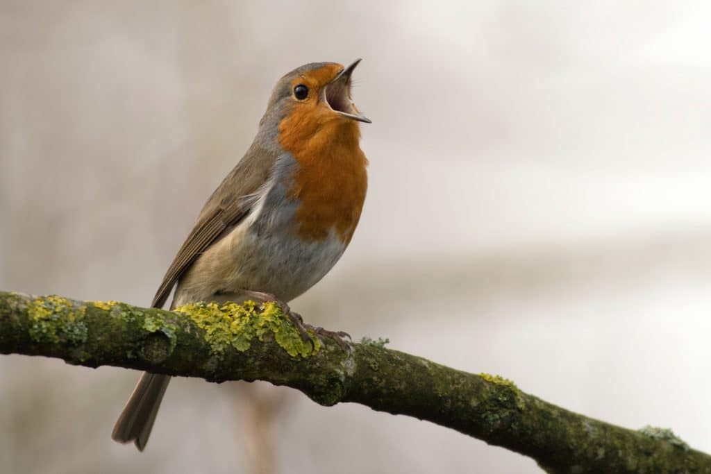 Fermeture du marché aux oiseaux