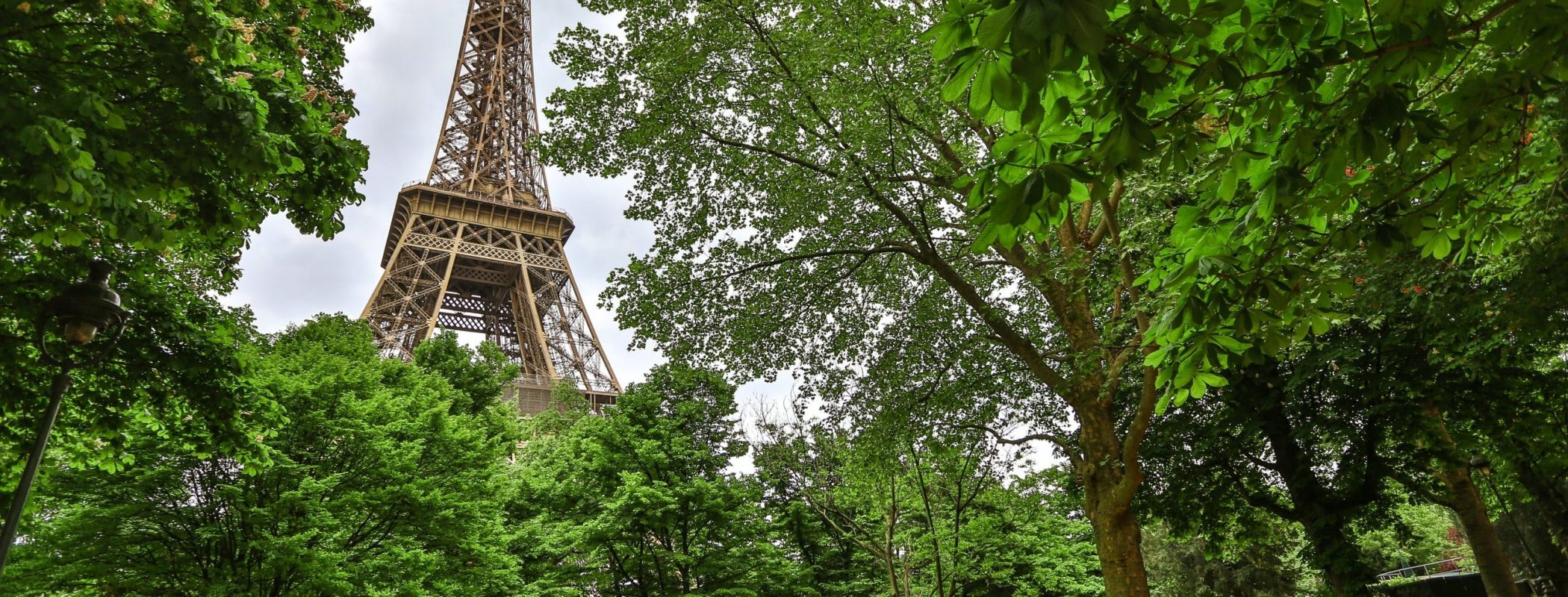 Protection des arbres - Groupe écologiste de Paris